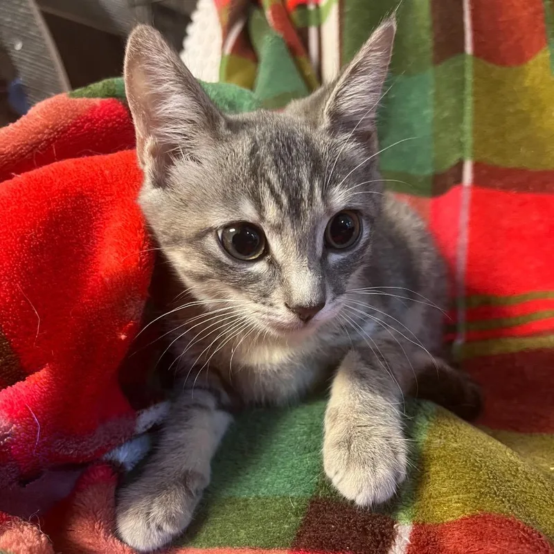 A baby small-sized male Domestic Short Hair cat named Hansel for adoption in Waldorf, MD