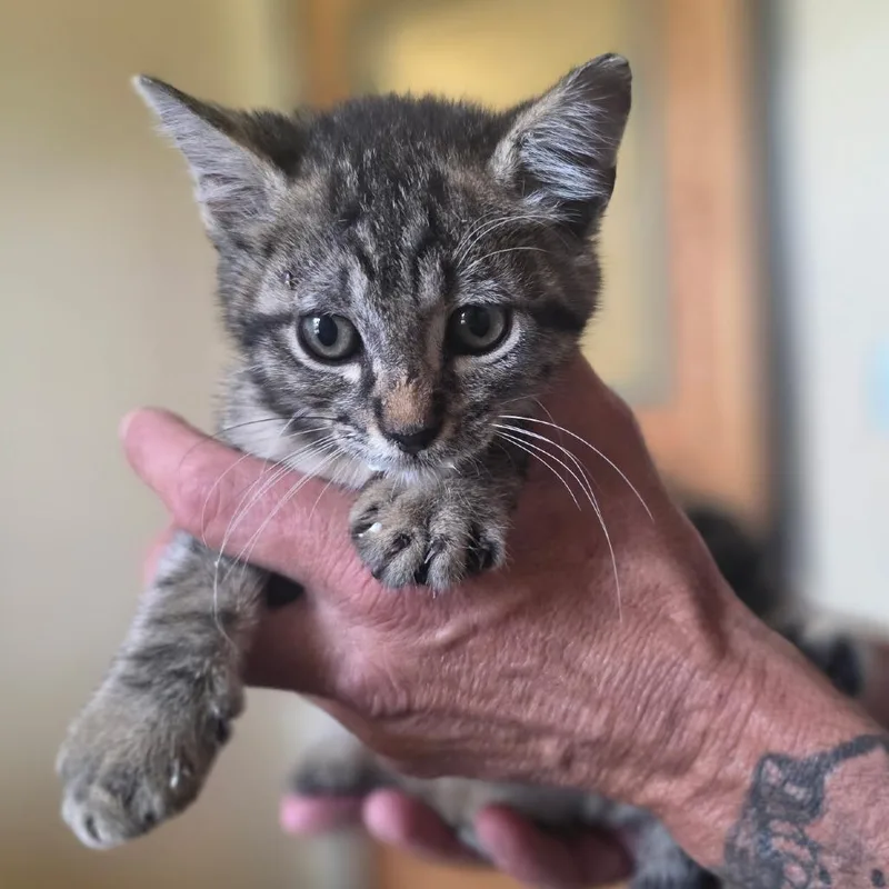 A baby small-sized male Gray / Blue / Silver Domestic Short Hair cat named Glen for adoption in Corinth, MS
