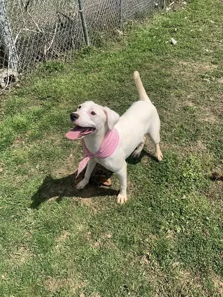 A young large-sized female Labrador Retriever dog named Kat for adoption in Fairfield, IL