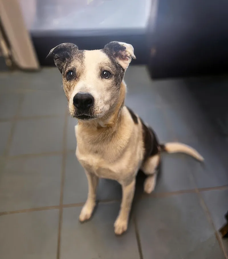 An adult small-sized female Brindle Mixed Breed dog named Evangeline for adoption in Nashville, TN