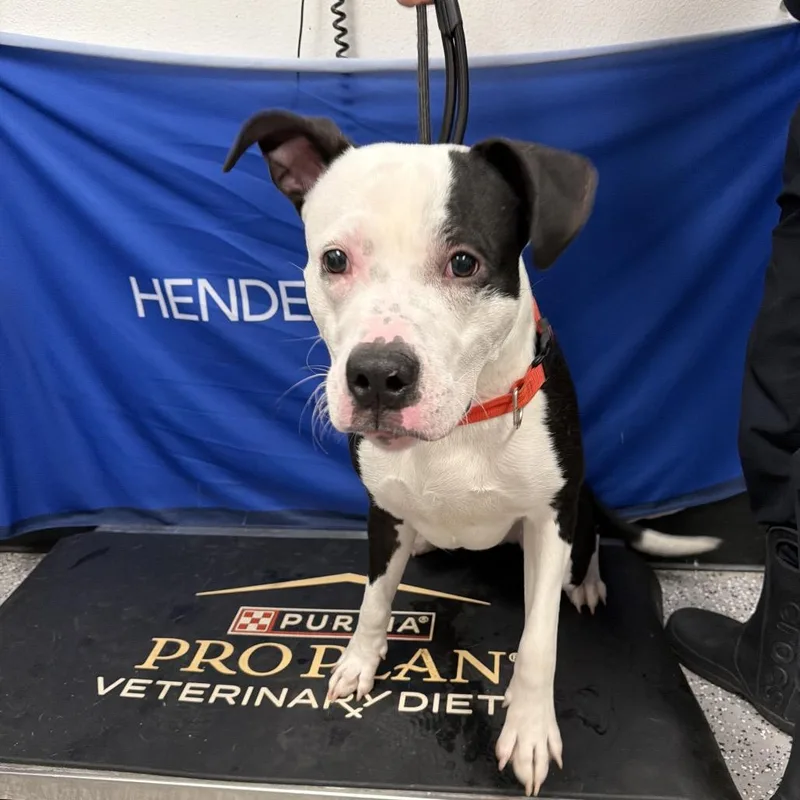 A young medium-sized male White / Cream Pit Bull Terrier dog named HACCStray for adoption in Henderson, NV