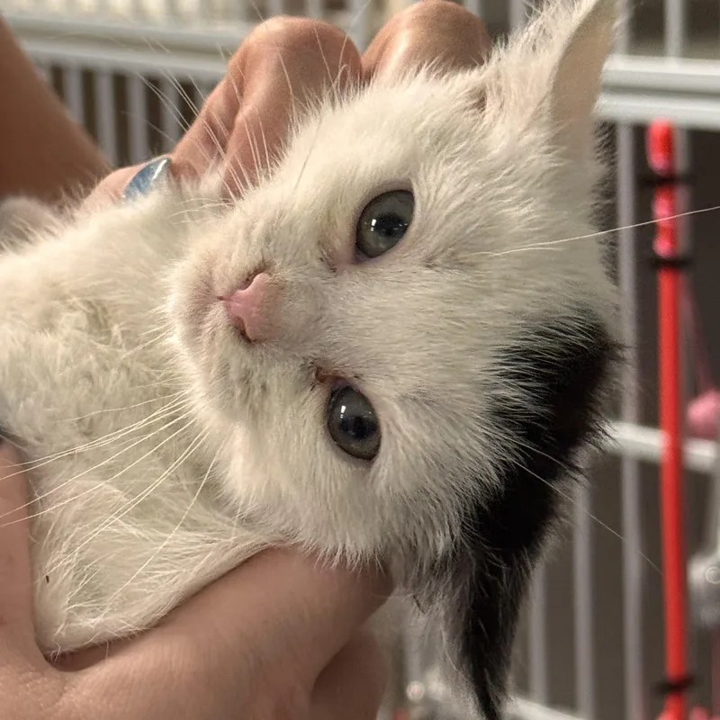 A baby medium-sized male White Domestic Short Hair cat named Oscar Mayer for adoption in Pottsville, PA