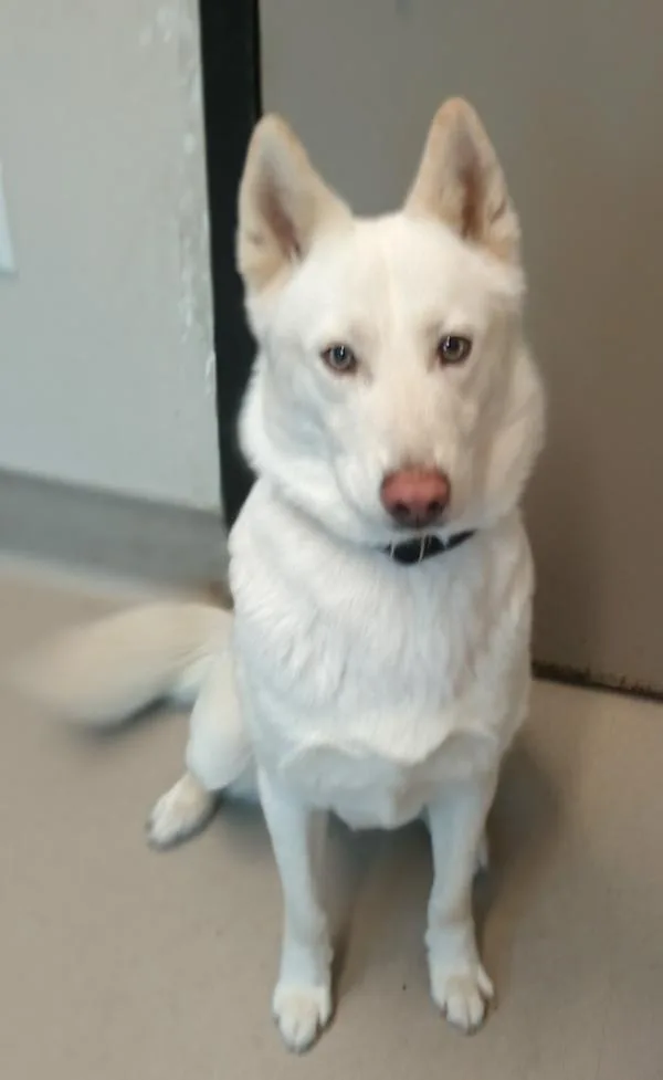 An adult medium-sized female Siberian Husky dog named Coco for adoption in El Cajon, CA