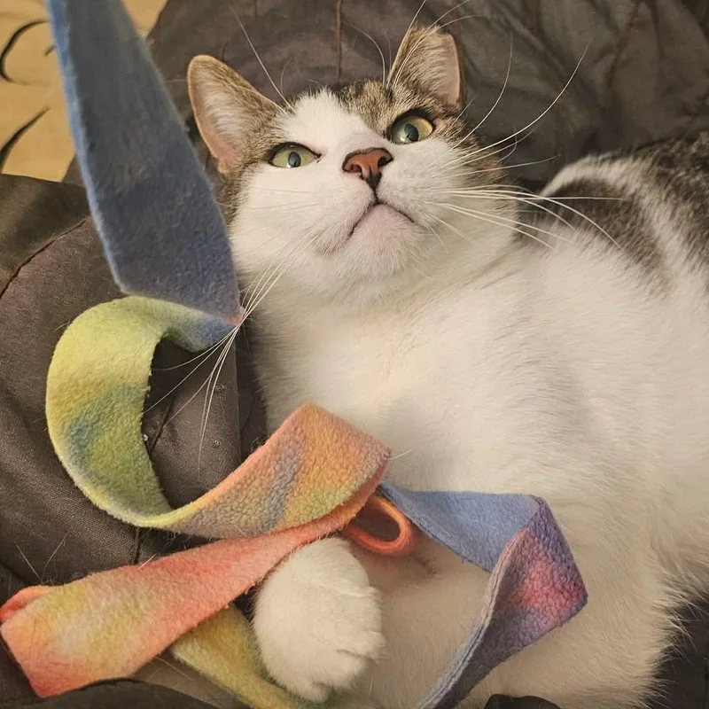 A young medium-sized male Gray & White Domestic Short Hair cat named Dusty for adoption in Forest Hills, NY