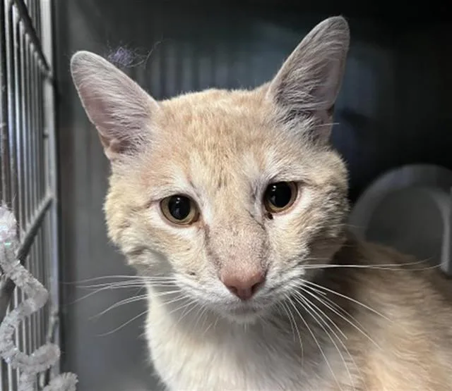 A young large-sized male Domestic Short Hair cat named Bodhi for adoption in San Bernardino, CA