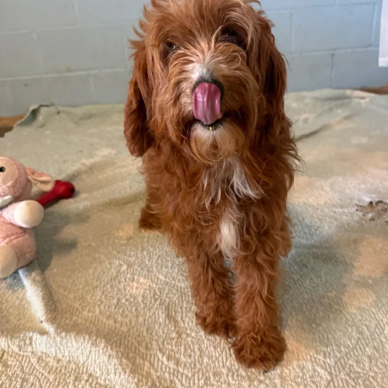 An adult small-sized female Apricot / Beige Mixed Breed dog named Snoop for adoption in LOXAHATCHEE, FL