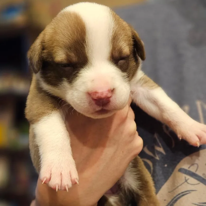 Terrier bottle baby