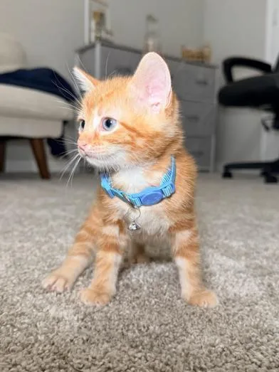 A baby small-sized male Tabby (Orange / Red) Domestic Short Hair cat named Tigger for adoption in Liverpool, TX