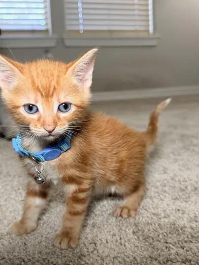 Tigger thumbnail 3