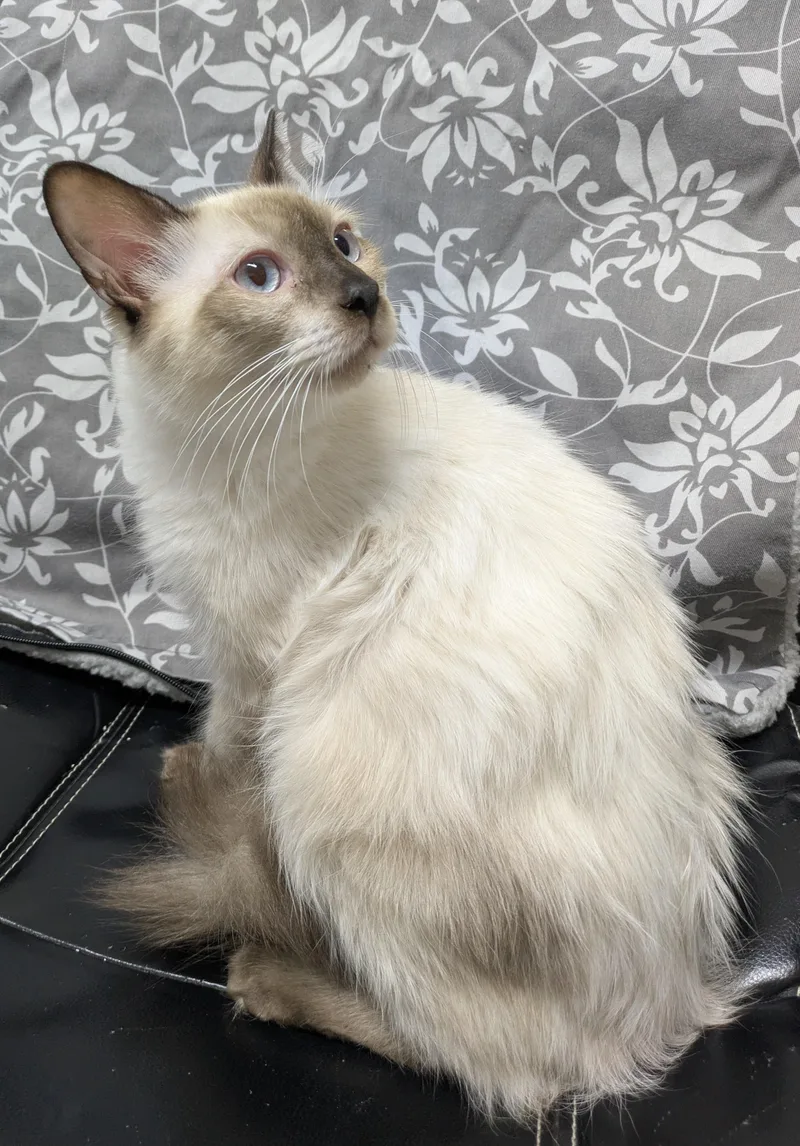 A young medium-sized male Chocolate Point Domestic Medium Hair cat named Navy for adoption in Bisbee, AZ