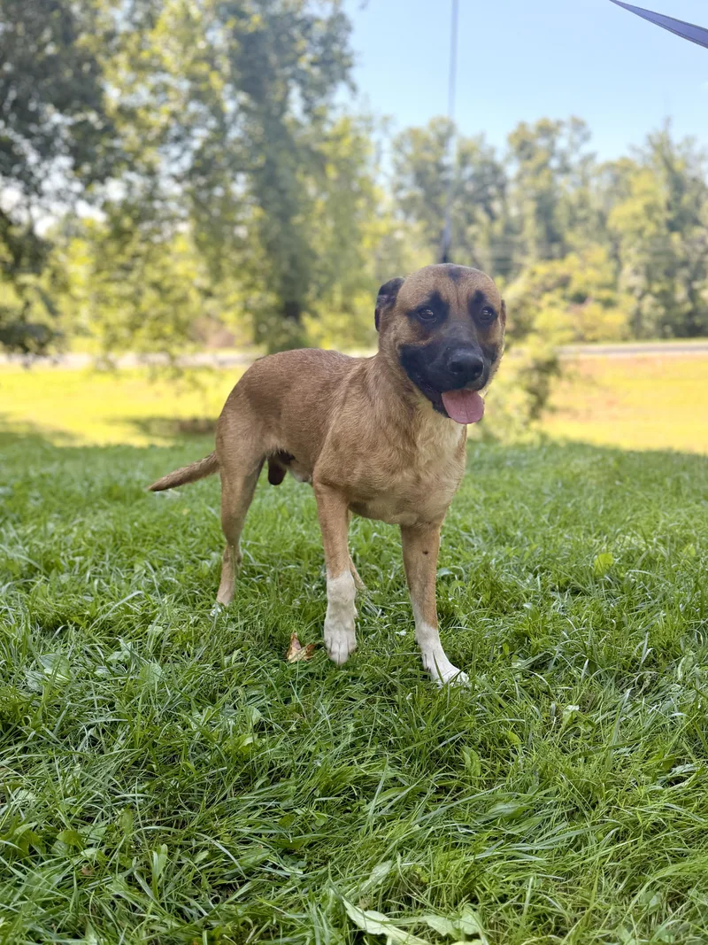 An adult medium-sized male Tricolor (Brown, Black, & White) Belgian Shepherd / Malinois dog named Diesel for adoption in Gradyville, KY
