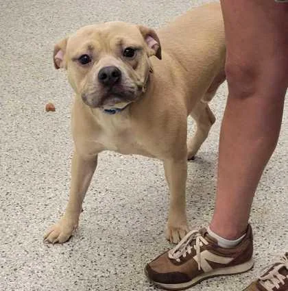 A young large-sized male Yellow / Tan / Blond / Fawn Pit Bull Terrier dog named Beckham for adoption in Kansas City, MO