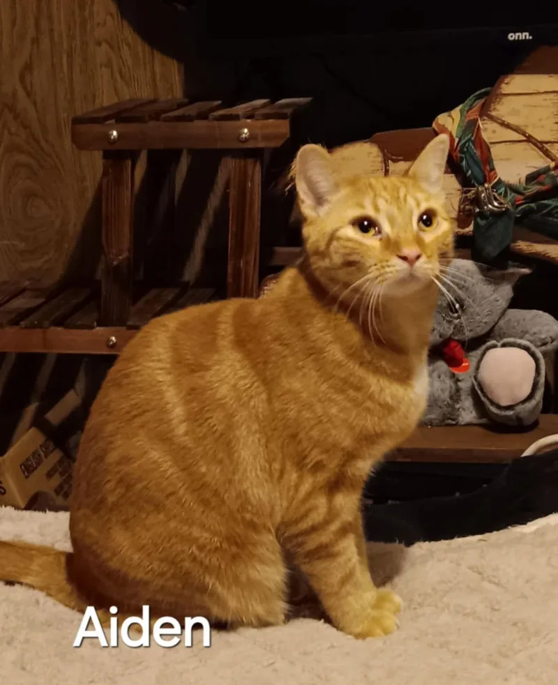 Aiden
