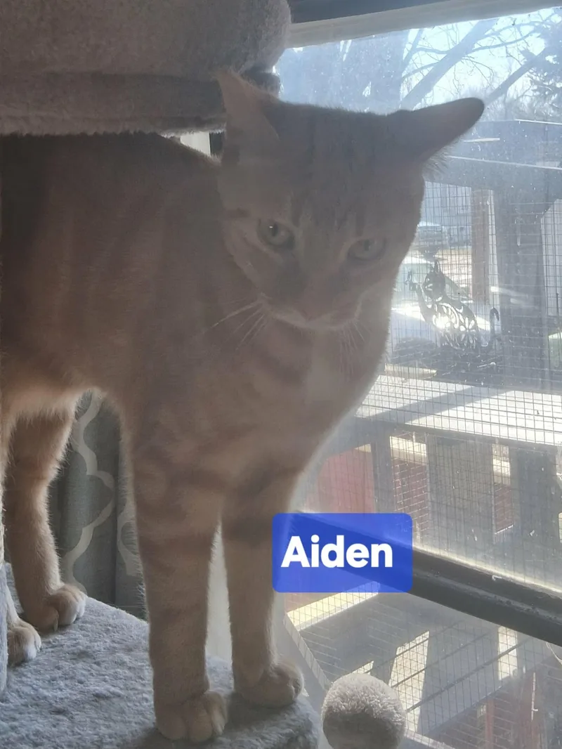 Aiden thumbnail 3