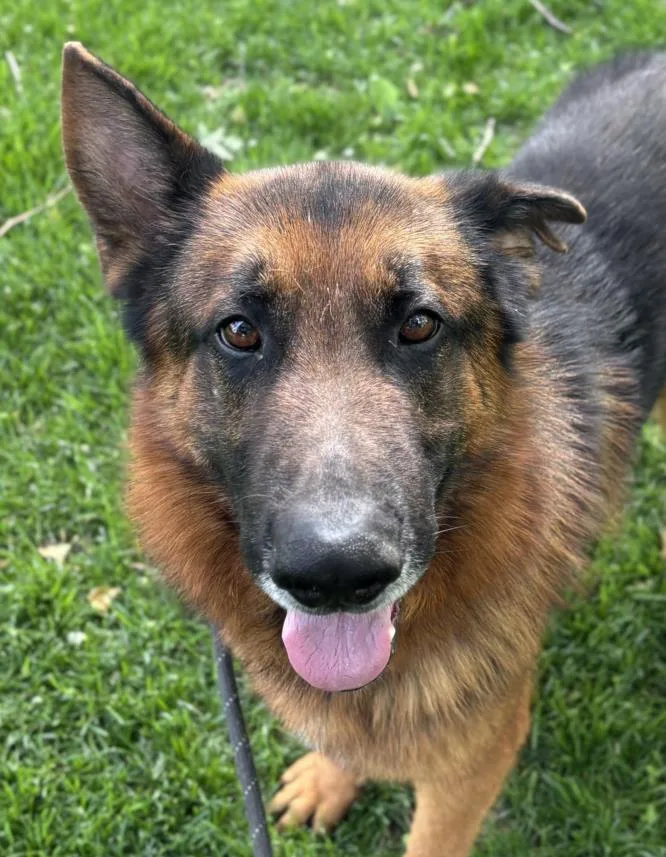 An adult large-sized male German Shepherd Dog dog named Dandee for adoption in Woodland, CA
