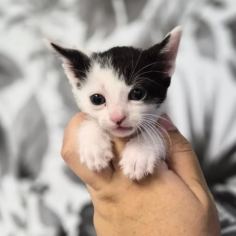 A baby small-sized male White Domestic Medium Hair cat named Dynamo for adoption in Wahiawa, HI