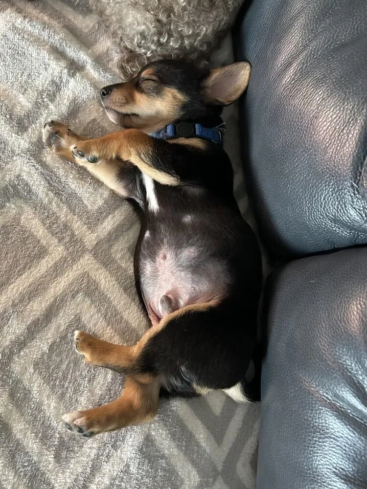 A baby small-sized male Tricolor (Brown, Black, & White) Dachshund dog named Phil for adoption in Grand Rapids, MI