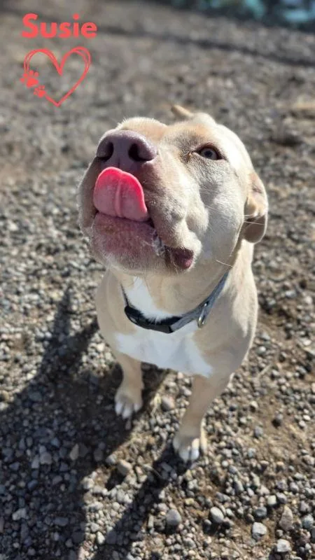 Susie