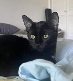 A baby medium-sized female Black Domestic Short Hair cat named PiePie for adoption in North Highlands, CA