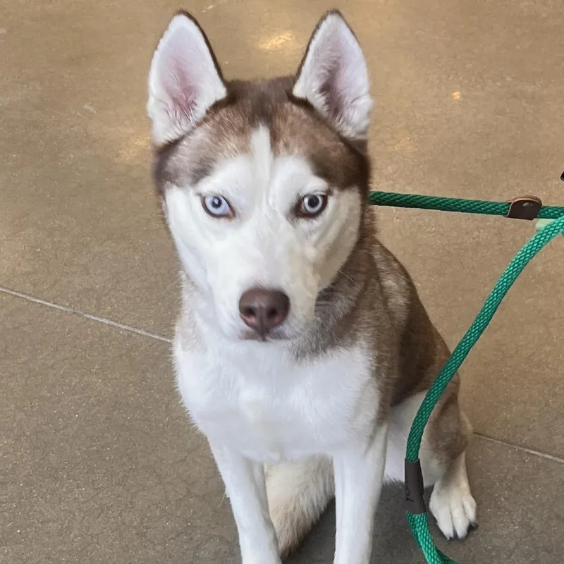 An adult medium-sized female Husky dog named YORKStray for adoption in York, PA