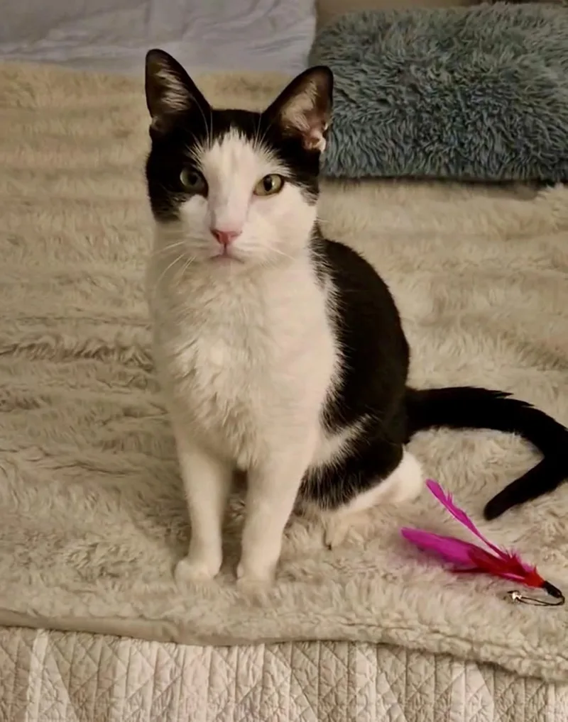 A young medium-sized male Black & White / Tuxedo Domestic Short Hair cat named Kevin for adoption in Lakewood, CO