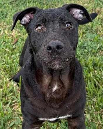 A young medium-sized male Bicolor Labrador Retriever dog named Asher for adoption in Inez, TX