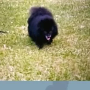 A senior small-sized female Black Mixed Breed dog named Jade for adoption in Asheville, NC