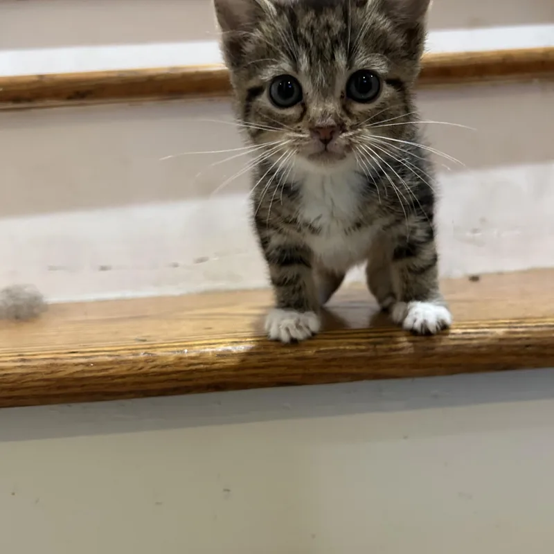 A baby small-sized male Domestic Short Hair cat named Squeak for adoption in Ardsley, NY