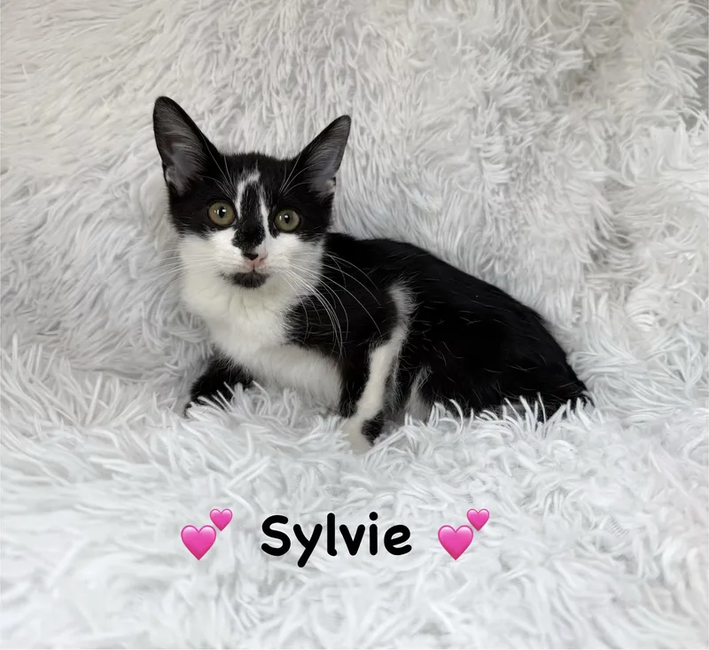 A baby medium-sized female Black & White / Tuxedo Domestic Short Hair cat named Sylvie for adoption in Copley, OH