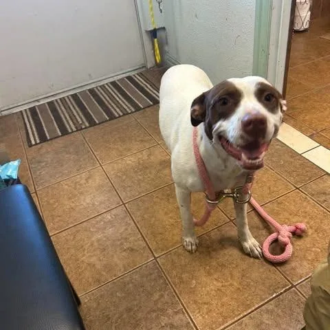 An adult large-sized female Pit Bull Terrier dog named Bessie for adoption in Madill, OK