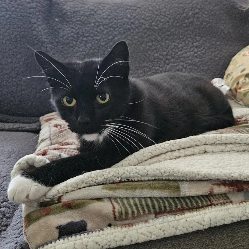 An adult small-sized male Black Domestic Short Hair cat named Edmund Ramishvili for adoption in Merrifield, VA