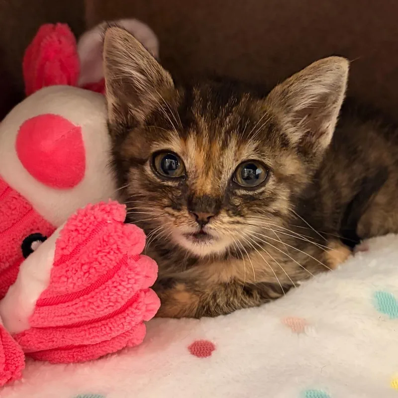 A baby small-sized female Brown / Chocolate Domestic Short Hair cat named Eclair for adoption in Pasadena, CA