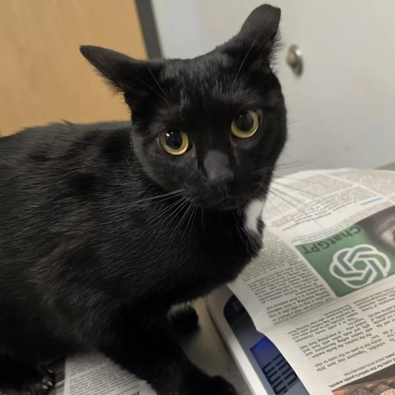 An adult large-sized female Domestic Short Hair cat named Zoey for adoption in Jacksonville, FL