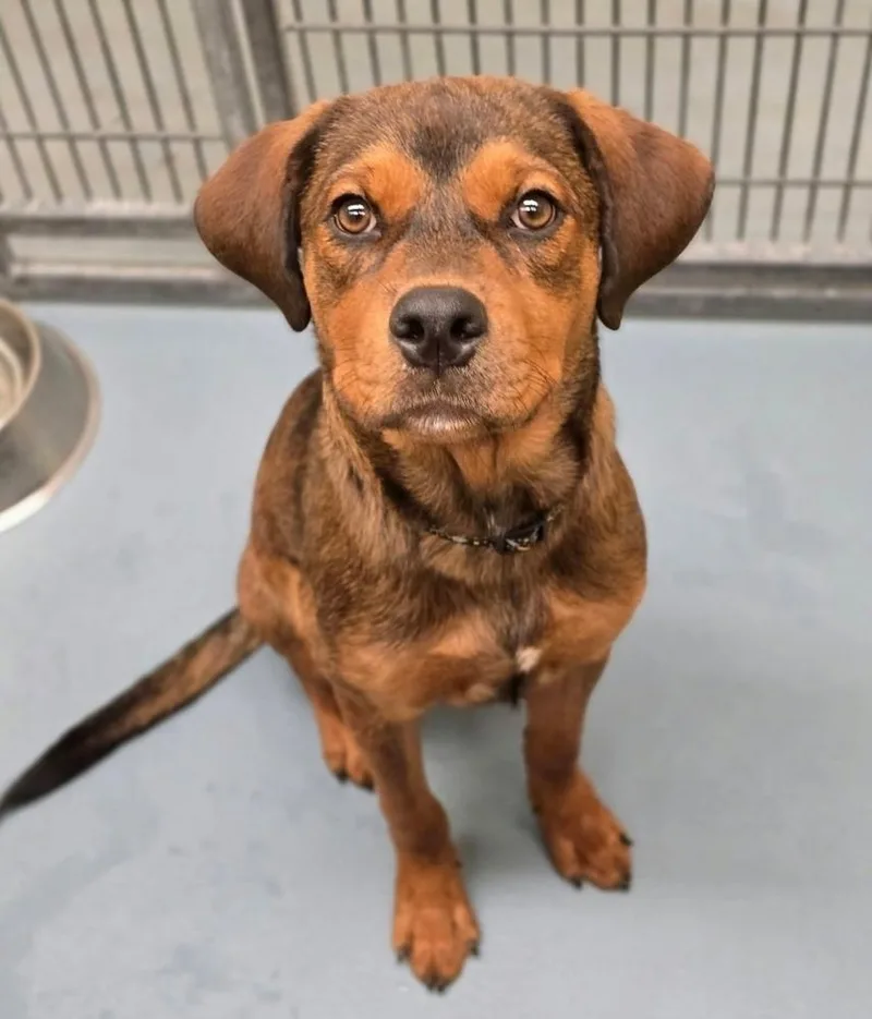 A young large-sized male Brown / Chocolate Mastiff dog named Shadeaux for adoption in Sedalia, CO