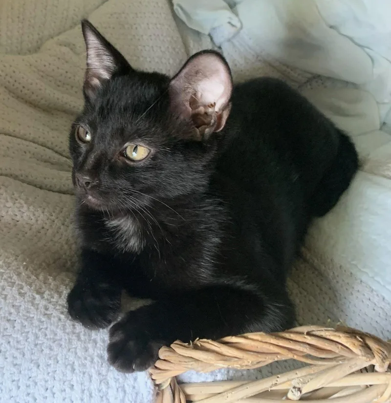 Spooktacular thumbnail 2