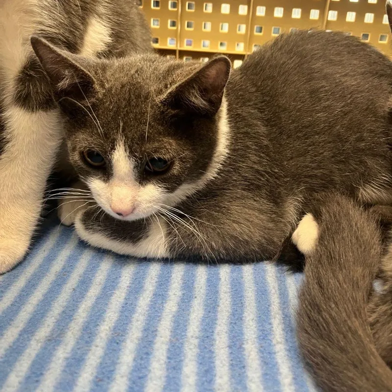 A young medium-sized male Gray / Blue / Silver Domestic Short Hair cat named Scout for adoption in Kingman, AZ