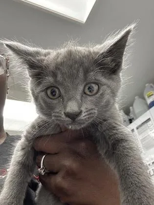 A baby small-sized female Domestic Short Hair cat named Dorinda for adoption in West Chester, PA