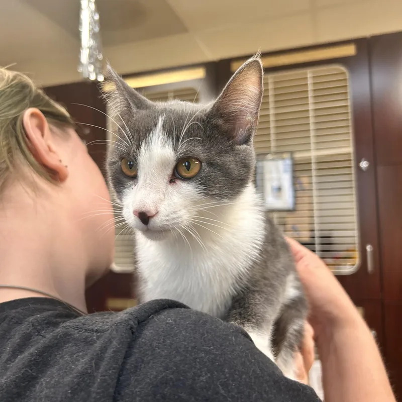 A young small-sized female Gray & White Domestic Short Hair cat named Moondancer for adoption in Myerstown, PA