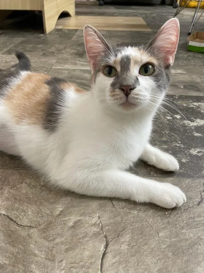 A young medium-sized female Domestic Short Hair cat named Labubu for adoption in Bourbonnais, IL