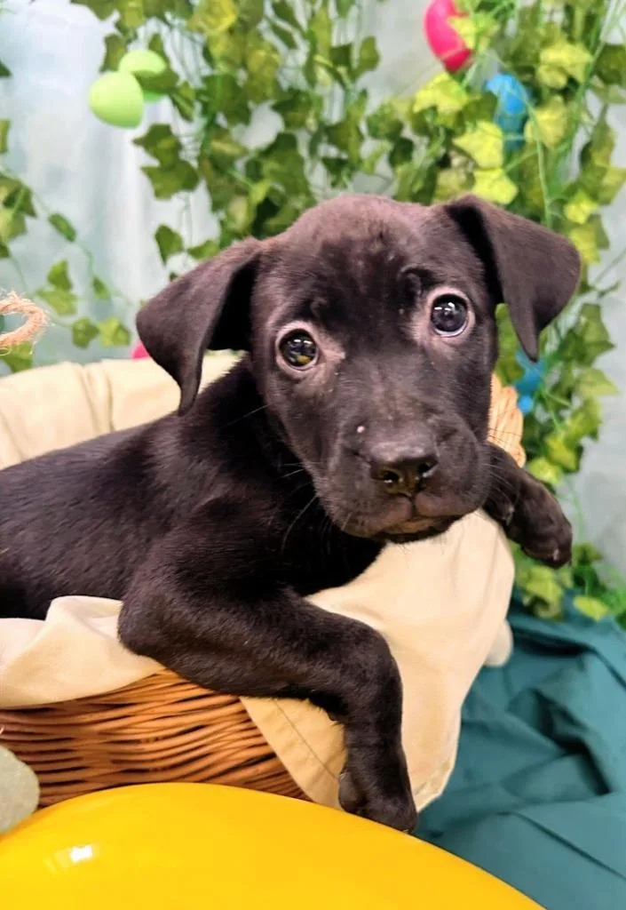 Marigold thumbnail 2