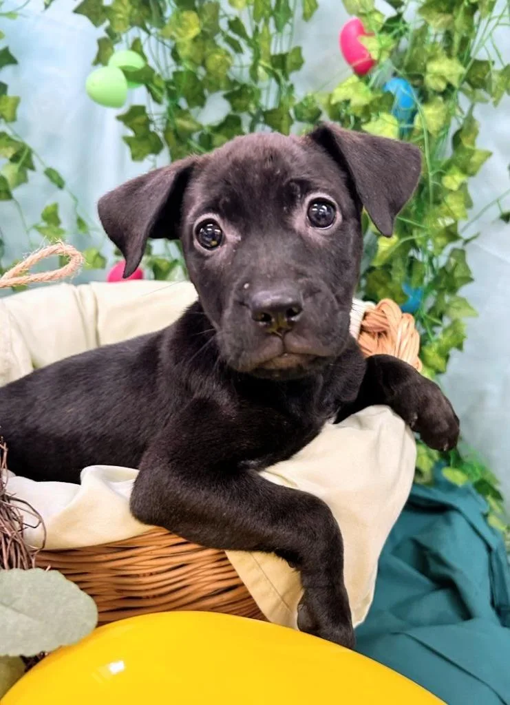 Marigold thumbnail 3