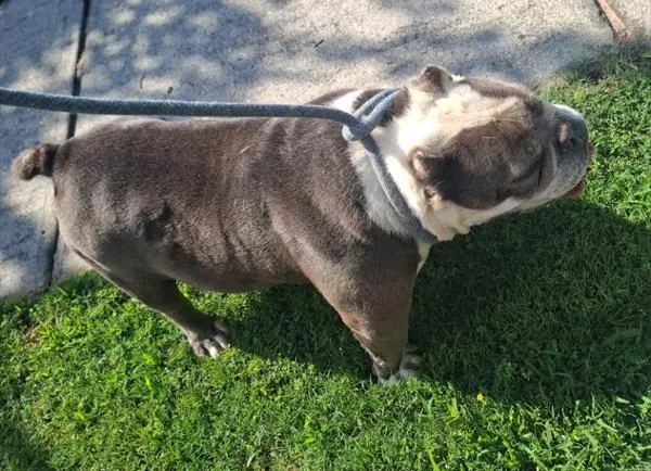 A senior small-sized female American Bully dog named Ic Beefy for adoption in Lawrenceville, GA