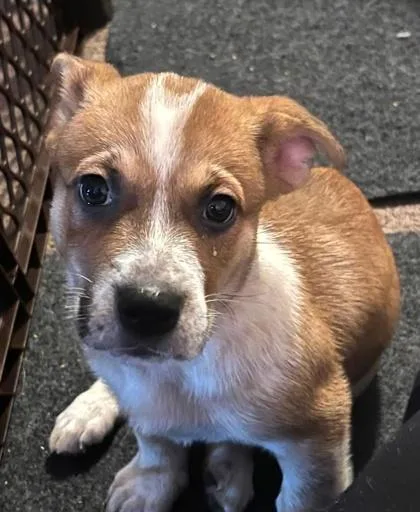 A baby medium-sized female Hound dog named Barbie Doll for adoption in Malvern, PA