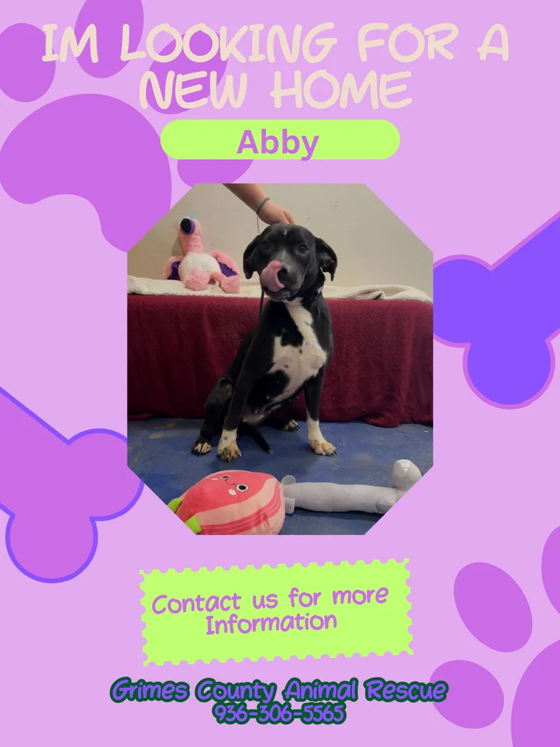 A young medium-sized female Black Pit Bull Terrier dog named Abby for adoption in Anderson, TX