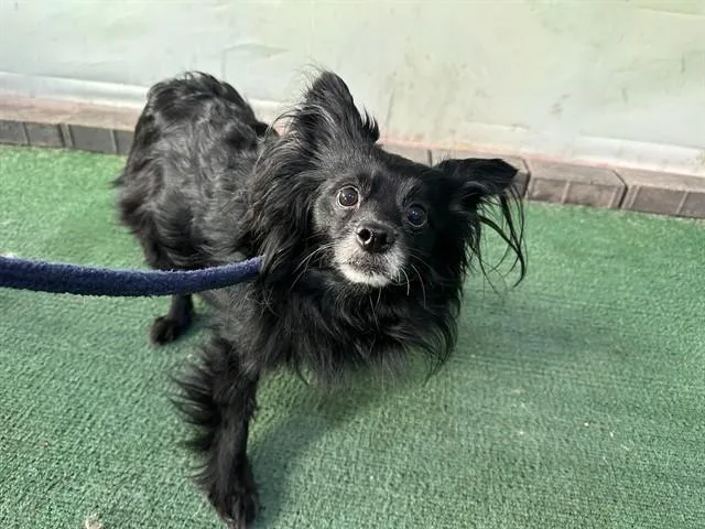 A senior medium-sized male Pomeranian dog named Peanut for adoption in Baldwin Park, CA