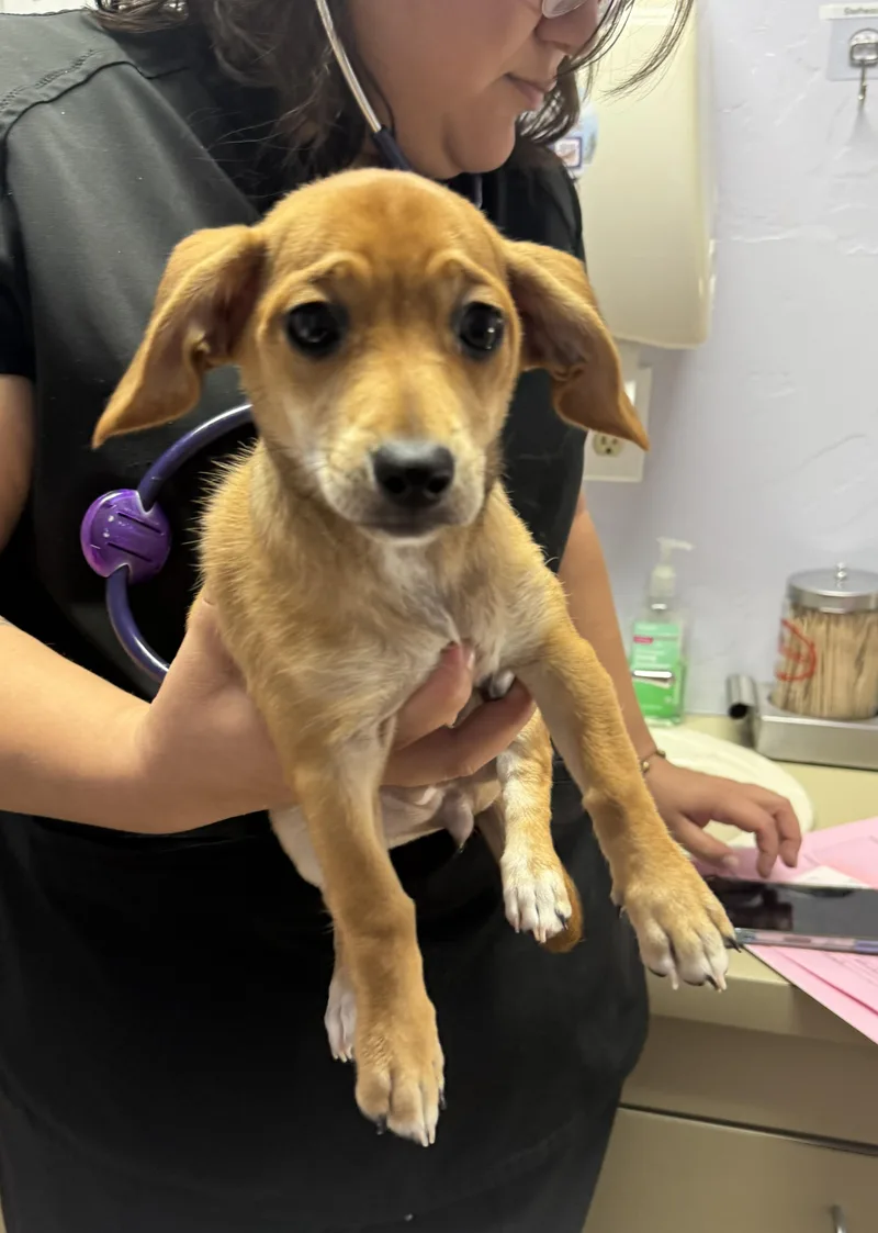 A baby small-sized female Yellow / Tan / Blond / Fawn Chiweenie dog named Charlotte for adoption in Oakdale, CA