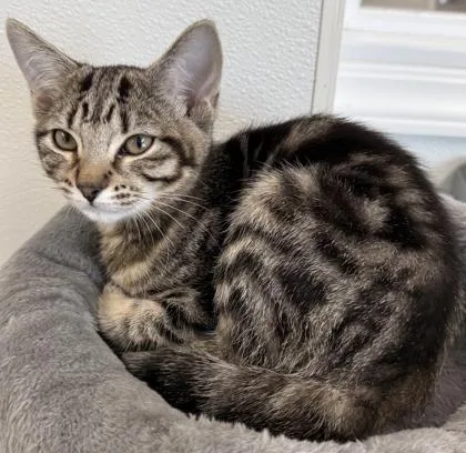 A baby small-sized female Domestic Short Hair cat named Haven for adoption in Venice, FL