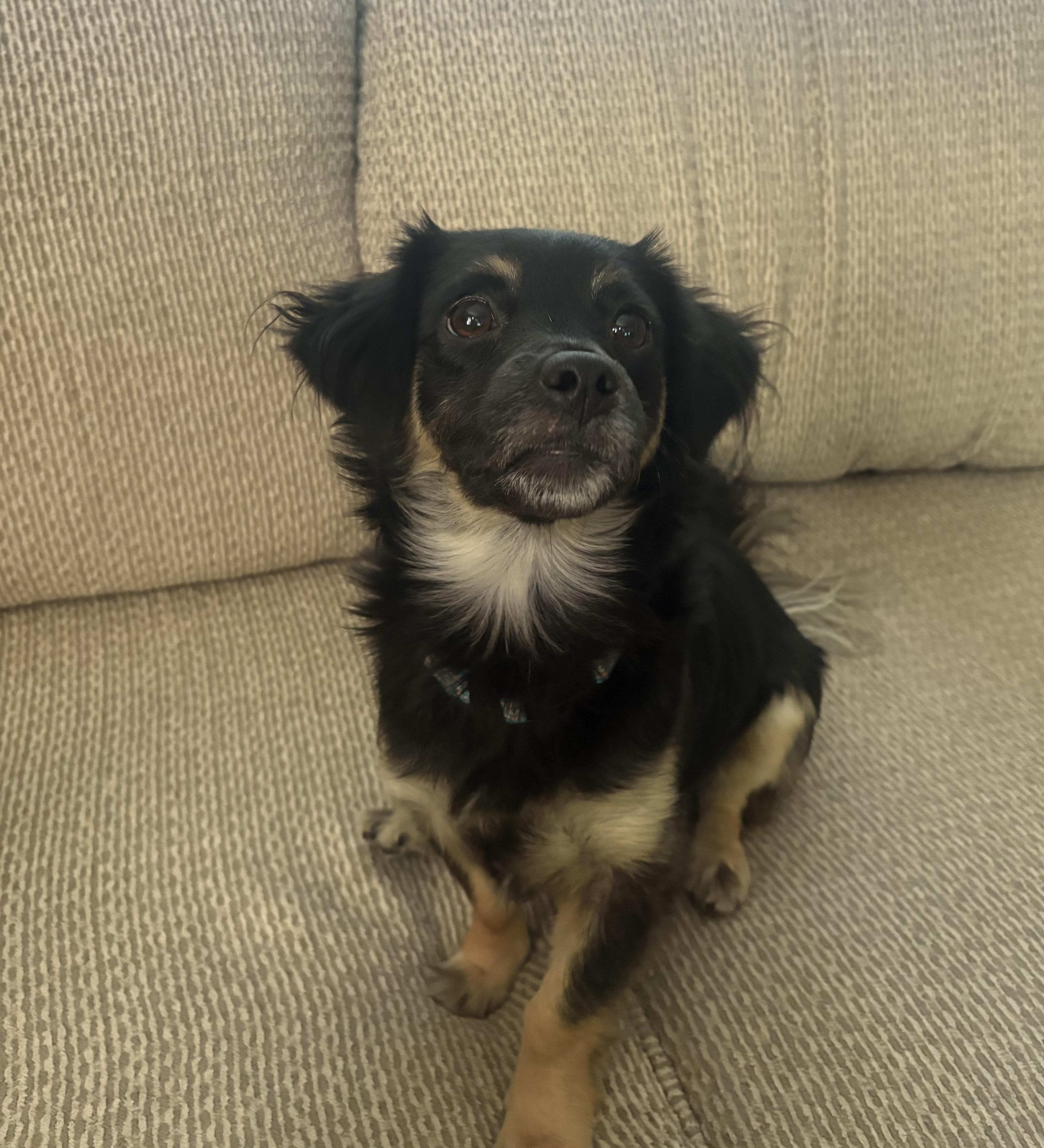 A baby small-sized male Chihuahua dog named Parker for adoption in Lodi, CA
