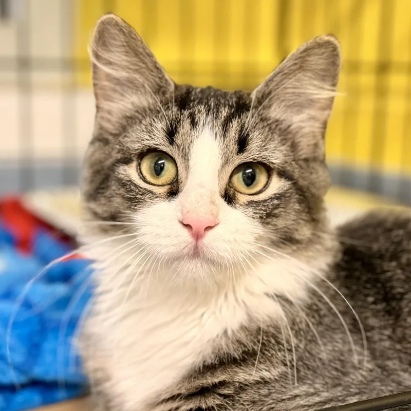 A baby medium-sized female Domestic Medium Hair cat named S'mores for adoption in Jackson, NJ