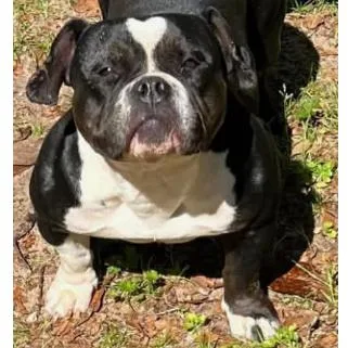An adult medium-sized female Black Mixed Breed dog named Sage for adoption in Decatur, AL